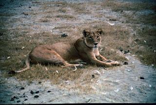 Leone, il re della savana