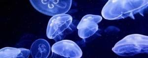 Puntura di medusa: attenzione, può essere molto pericolosa!