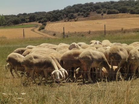 cultura spagnola España profunda