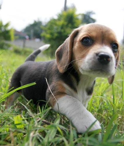 Green Hill, Via Libera all’Adozione dei Cuccioli di Beagle