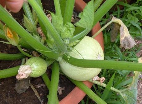 Orto. Quanti giorni per raccogliere? Orto. Quanti giorni per raccogliere?