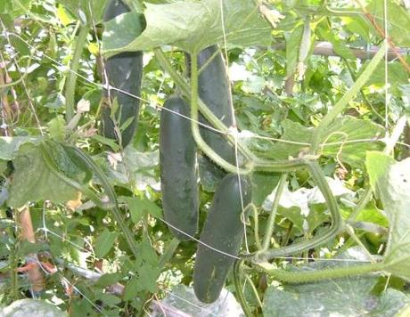 Orto. Quanti giorni per raccogliere? Orto. Quanti giorni per raccogliere?