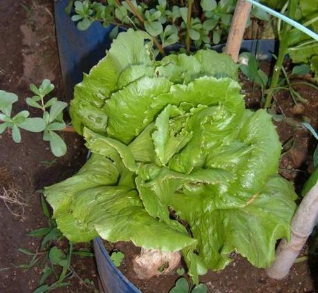 Orto. Quanti giorni per raccogliere? Orto. Quanti giorni per raccogliere?