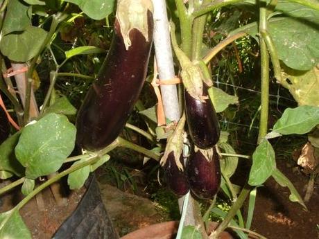 Orto. Quanti giorni per raccogliere? Orto. Quanti giorni per raccogliere?