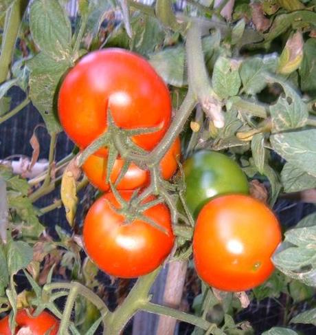 Orto. Quanti giorni per raccogliere? Orto. Quanti giorni per raccogliere?