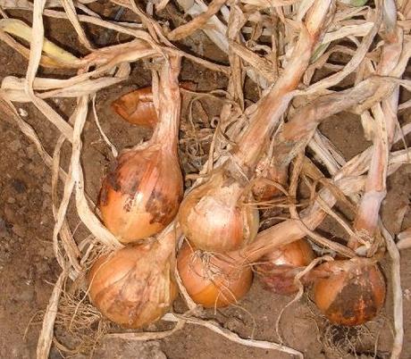 Come fare una treccia di aglio o cipolla Come fare una treccia di aglio o cipolla