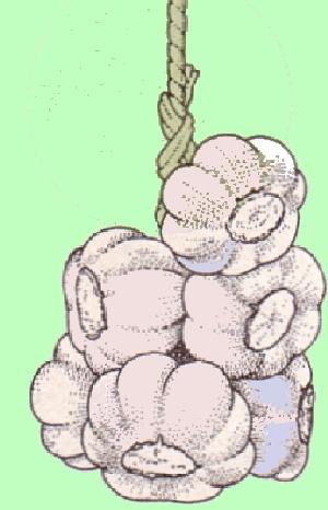 Come fare una treccia di aglio o cipolla Come fare una treccia di aglio o cipolla