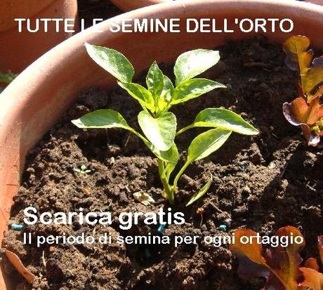 Come fare una treccia di aglio o cipolla Come fare una treccia di aglio o cipolla