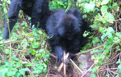 Gorilla osservati mentre distruggono le trappole dei bracconieri