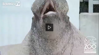 TRICHECO CHE CANTA COMPIE 30 ANNI (VIDEO) TRICHECO CHE CANTA COMPIE 30 ANNI (VIDEO)