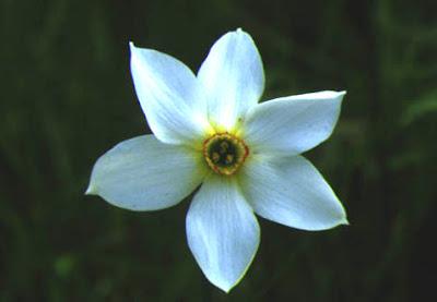 Narciso (Narcissus) Narciso (Narcissus)