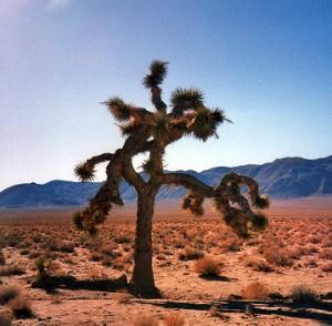 una immagine di Loriginale Yucca brevifolia o se preferite Joshua Tree ritratta nellalbum degli U2 si trova nel deserto del Mojave 300x294 su U2 & The Joshua Tree: 25 Anni e Non Sentirli