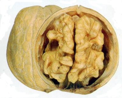 La voce della noce La voce della noce