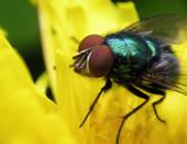 Verde mosca – Poesia e mosca n. 7