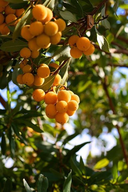 Spaghetti con la bottarga sarda: veloci, particolari e buoni! Spaghetti con la bottarga sarda: veloci, particolari e buoni!