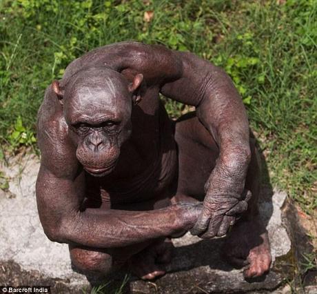 Missing link: The chimp's muscle definition can be seen, making Guru look almost human