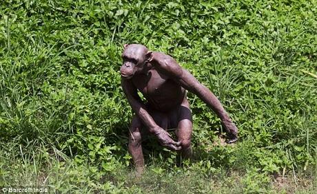 Hairless: Guru, the 20-year-old male chimp suffering with alopecia, is a star attraction at an Indian zoo, as he looks like a human