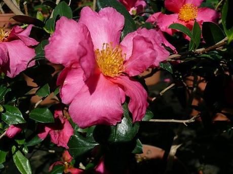 fiori e frutti della Camellia