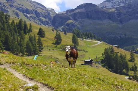 I met a cow in the Alps!