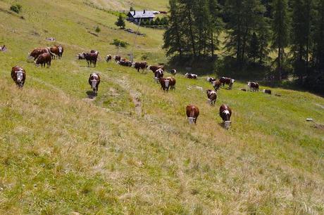 I met a cow in the Alps!