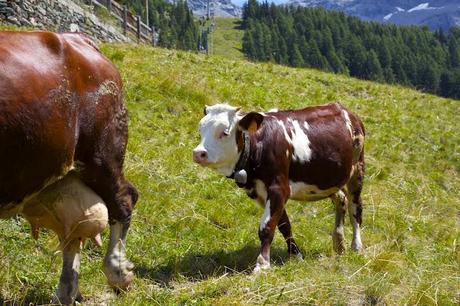 I met a cow in the Alps!