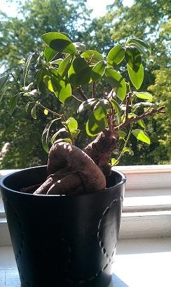 ginseng ficus bonsai ginseng ficus bonsai2