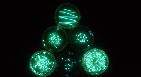 Bacteria_bioluminescenti_in_dischi_di_petri