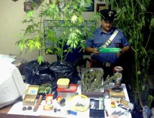coltivazione-marijuana Campagne di Dorgali Sequestrata mezza tonnellata di marijuana
