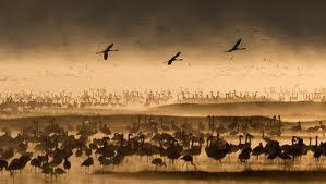 images-1 Wildlife Photographer of the Year