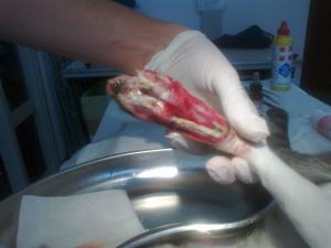 Traumatologia felina: lacerazione profonda ad una zampa