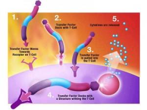 Dieta candida: sconfiggiamo la candida con l’alimentazione