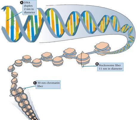 Gli acidi nucleici e le proteine
