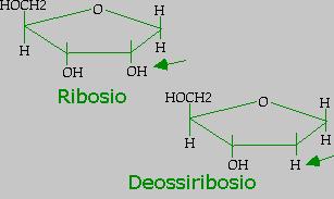 Gli acidi nucleici e le proteine