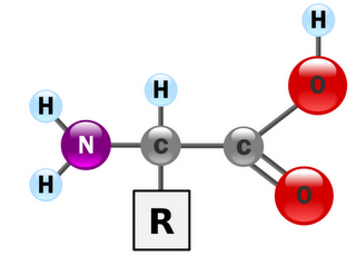 Gli acidi nucleici e le proteine