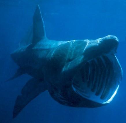 Orosei: a Su Barone avvistato uno squalo elefante 