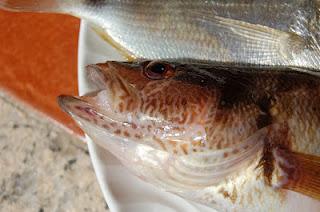 Nostro Mar. Nostro Mar.