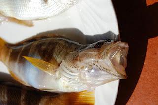 Nostro Mar. Nostro Mar.