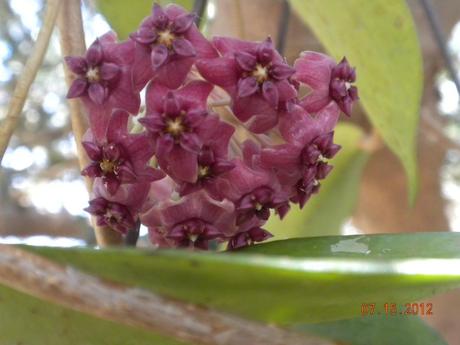 fioritura hoya purpureo fusca