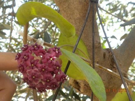 fioritura hoya purpureofusca