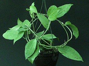 Hoya fusco-purpurea