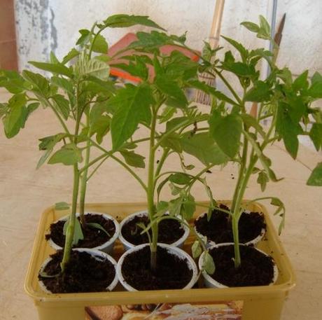 Pomodori nell’orto. Vademecum del perfetto coltivatore Pomodori nell’orto. Vademecum del perfetto coltivatore