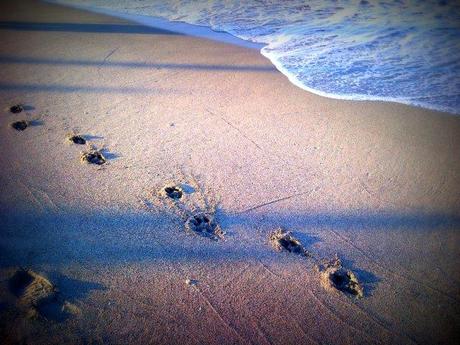 I cani ci guardano dal basso. I gatti ci guardano dall'alto. I maiali ci trattano da loro pari. Winston Churchill