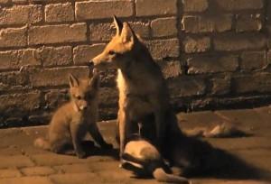 getta897 Volpi in cittá