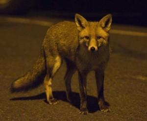 getta098 Volpi in cittá