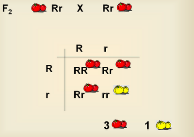 Esercizi di genetica 17: il colore del pomodoro