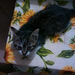 IMG_20120702_010241.jpg IMG_20120702_010241.jpg