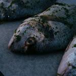 IMG_20120613_171520.jpg IMG_20120613_171520.jpg