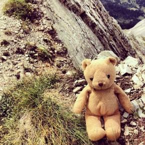Passo delle Selle - Un orso in Trentino