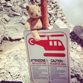 Piz Boè - Un orso in Trentino