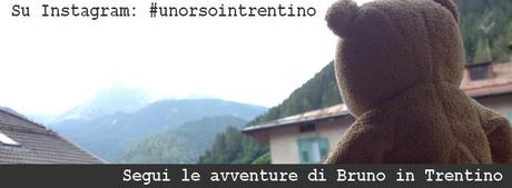 Avvistato un orso in Trentino, è Bruno! #unorsointrentino
